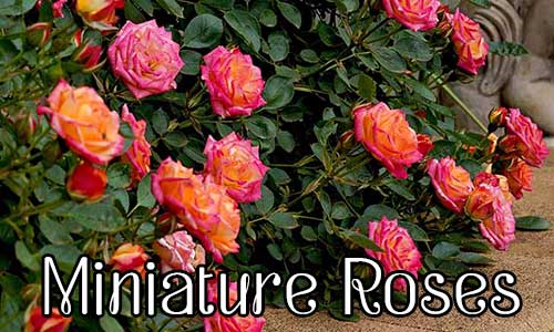 Miniature Roses กุหลาบ