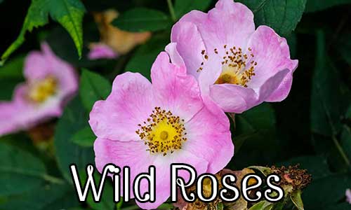Wild Roses กุหลาบ