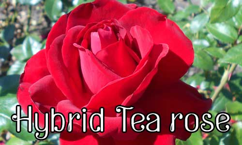 ประเภทดอกกุหลาบ Hybrid Tea rose